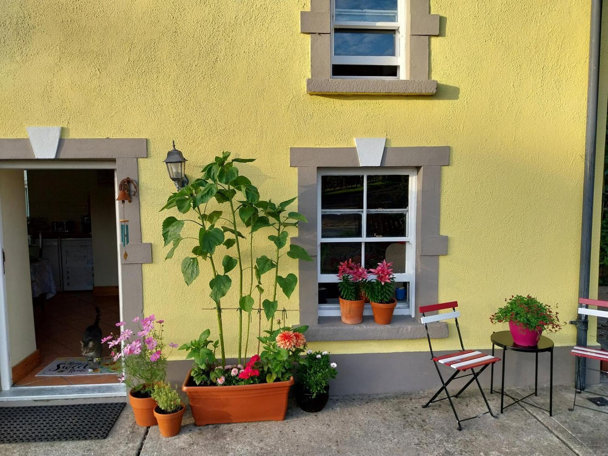 Felicity Cottage Kiltegan Екстериор снимка